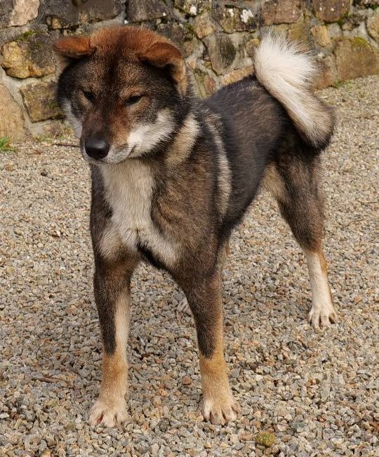 shikoku ken male sesame noir