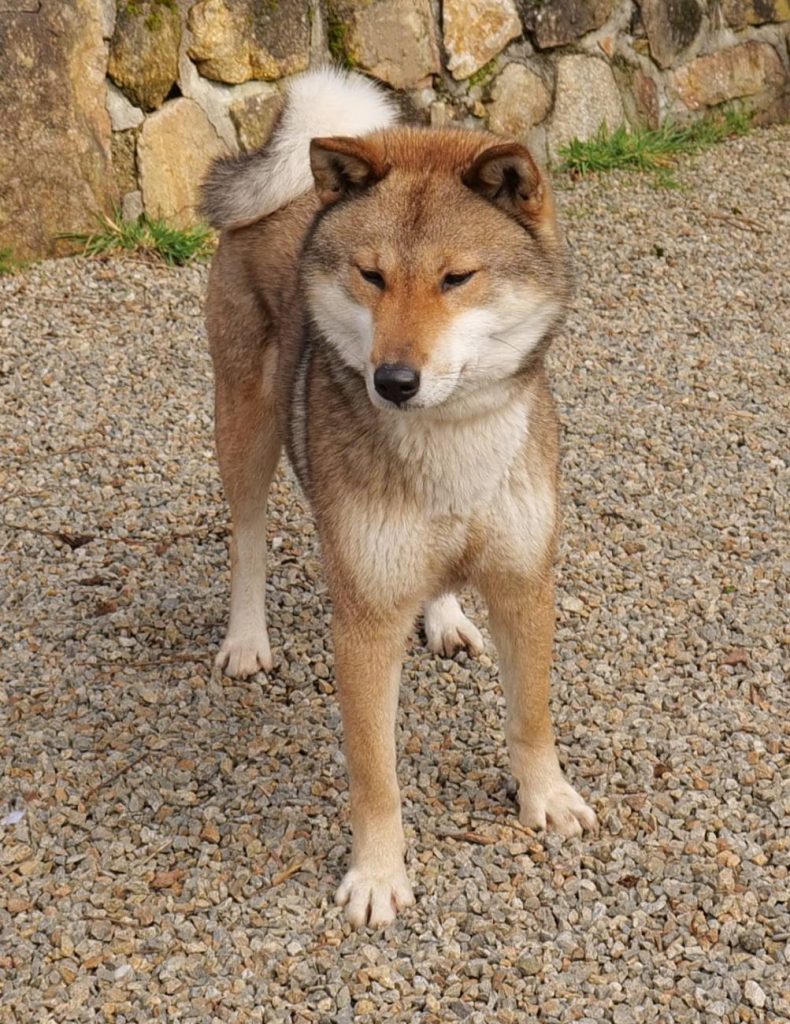 femelle shikoku ken